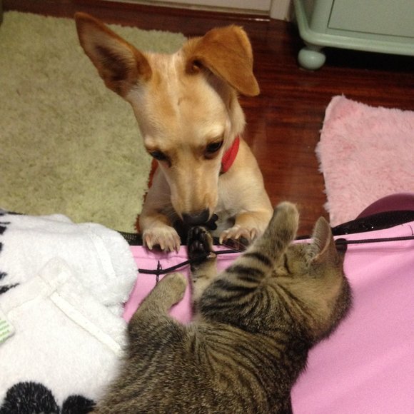 Meet your Posher, Lovelynn! - Picture 4 of 7